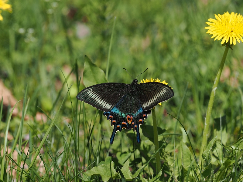 北海道帯広周辺 ミヤマカラスアゲハ